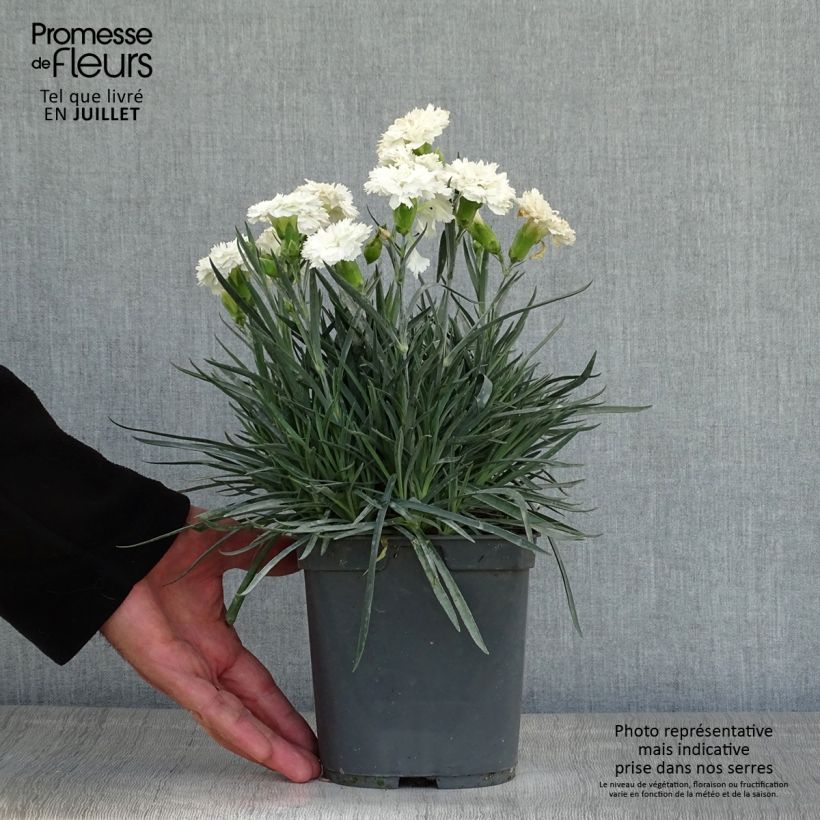Exemplaar van Dianthus plumarius Scent First Romance - Grasanjer Pot van 2 l/3 l zoals geleverd in de zomer