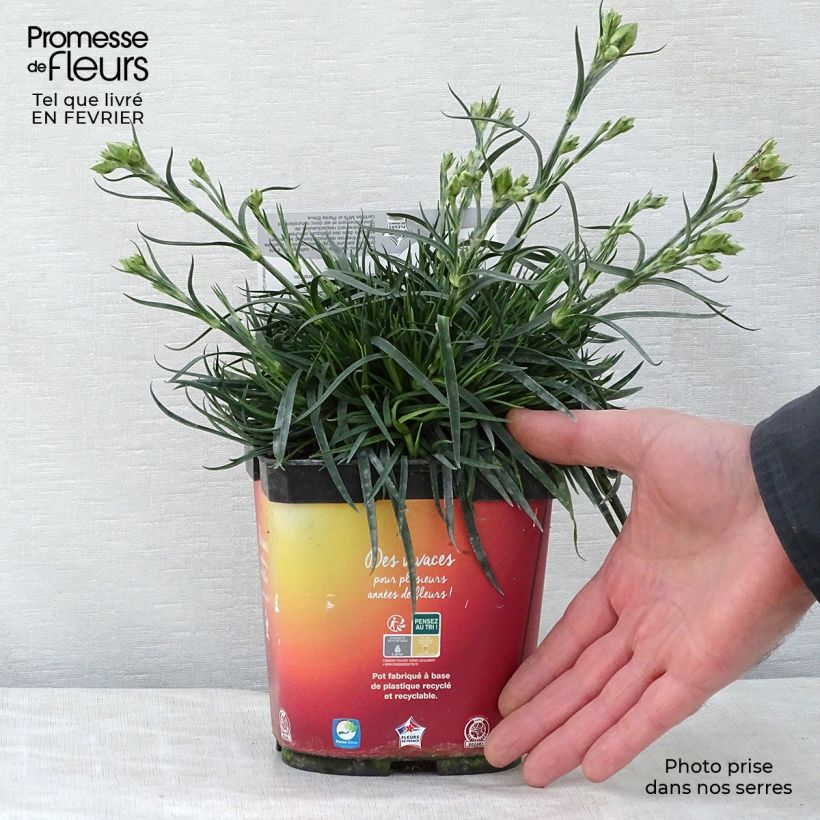 Example of Dianthus plumarius Scent First Romance - Oeillet mignardise Pot van 2 l/3 l as you get in hiver
