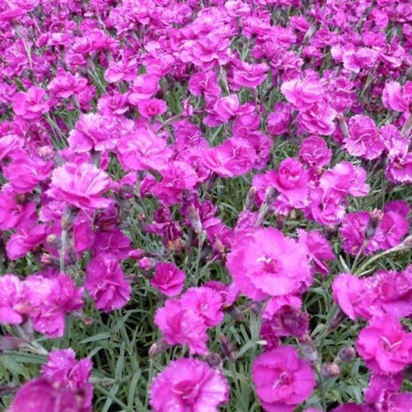 Dianthus plumarius Warden Hybrid - Grasanjer (Flowering)
