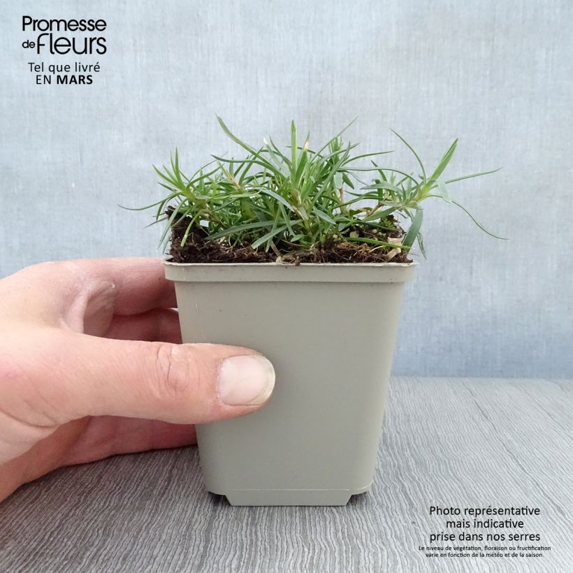 Exemplaar van Dianthus spiculifolius - Anjer Kweekpotje van 8/9 cm zoals geleverd in de lente