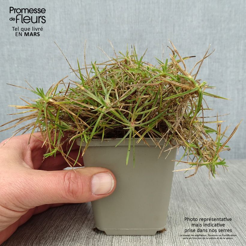 Example of Dianthus spiculifolius - Anjer Kweekpotje van 8/9 cm as you get in hiver