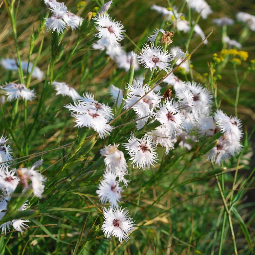Dianthus superbus - Prachtanjer (Plant habit)