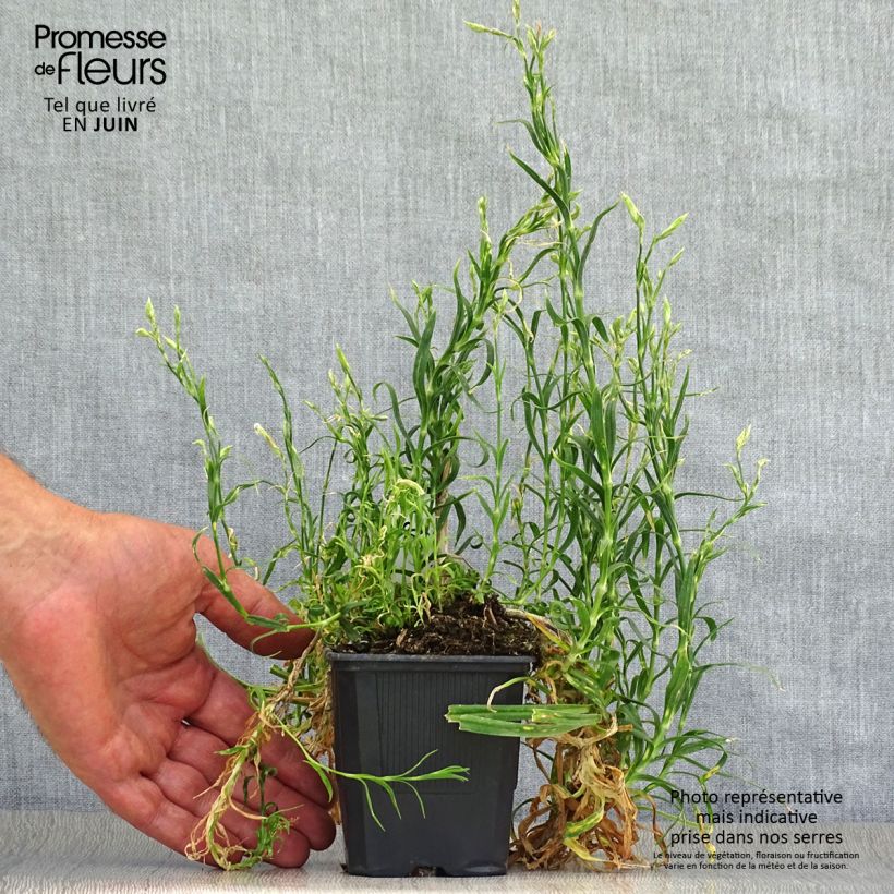 Exemplaar van Dianthus superbus - Prachtanjer Kweekpotje van 8/9 cm zoals geleverd in de zomer