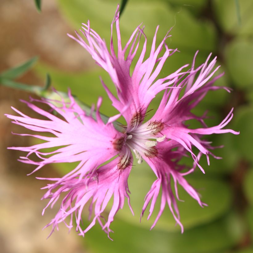 Dianthus superbus Primadonna - Prachtanjer (Bloei)