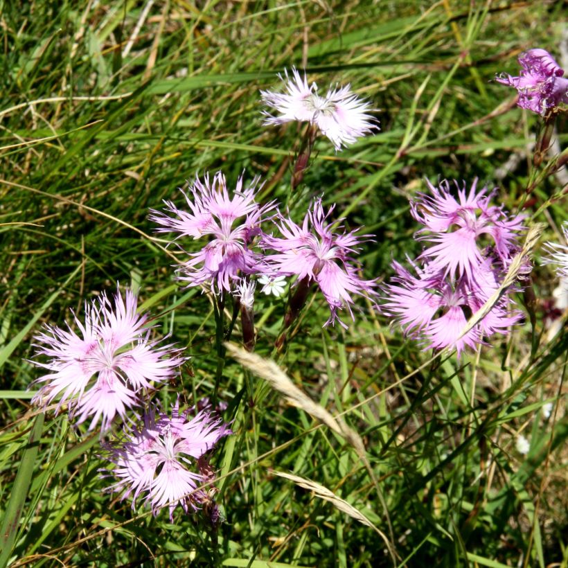 Dianthus superbus Primadonna - Prachtanjer (Groeiplaats)
