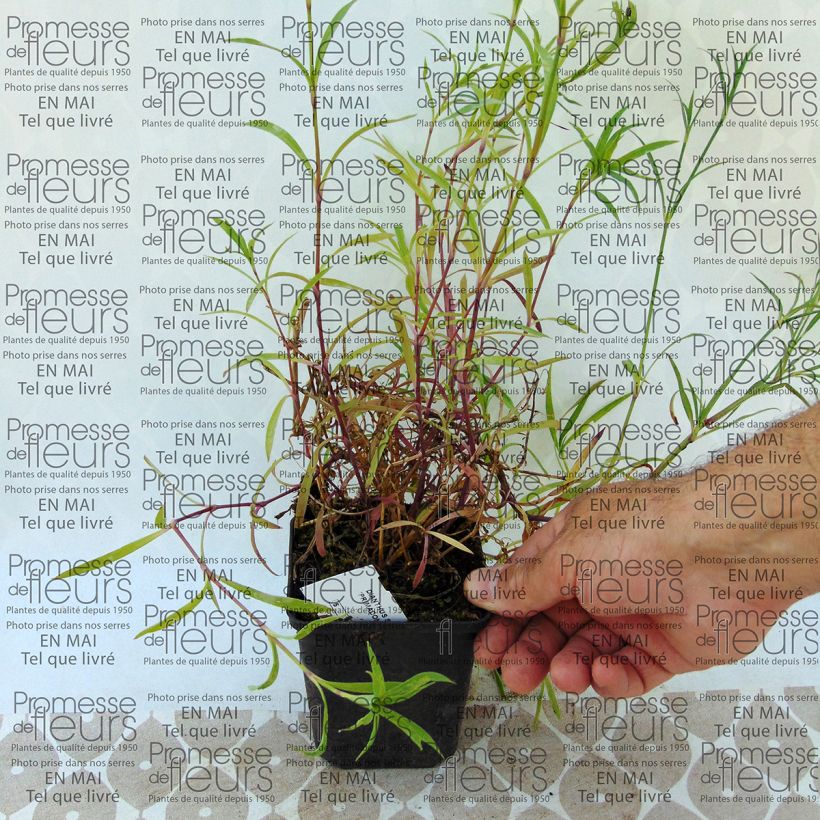 Voorbeeld van een exemplaar van Dianthus superbus Primadonna - Prachtanjer Kweekpotje van 7/8 cm zoals geleverd