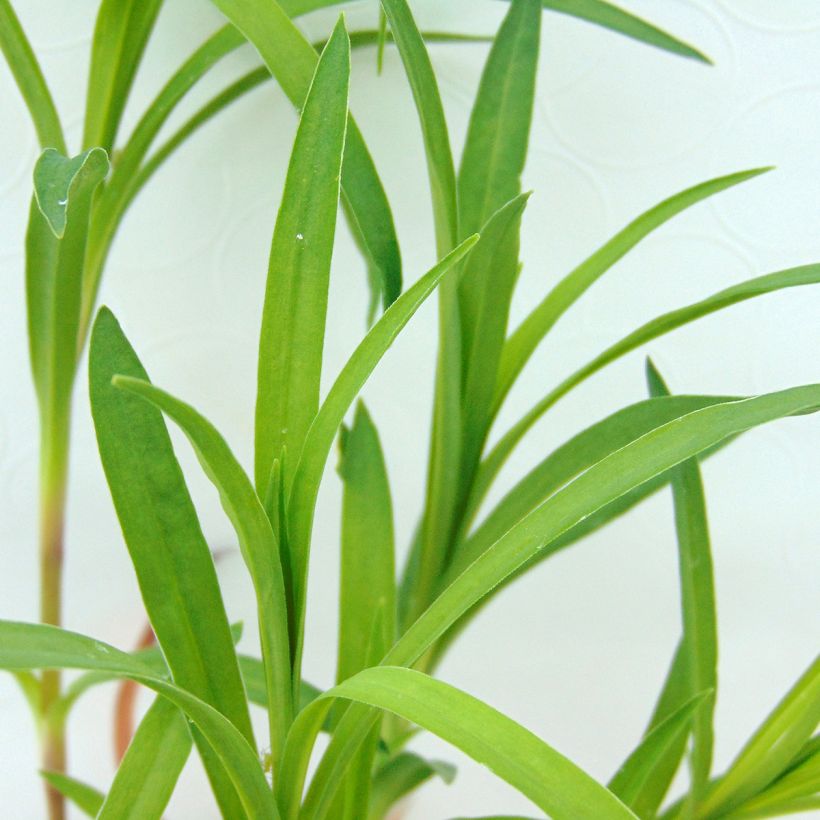 Dianthus superbus - Prachtanjer (Foliage)
