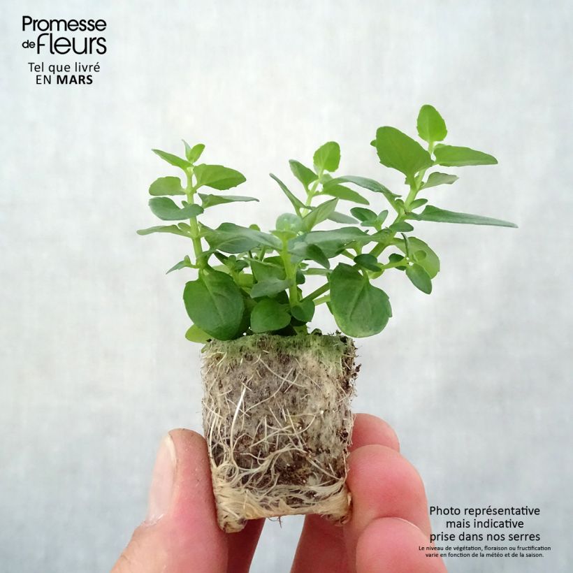 Example of Diascia Breezee Plus Pink - Elfenspoor Mini-mot Ø 1,5/2,5 cm as you get in printemps