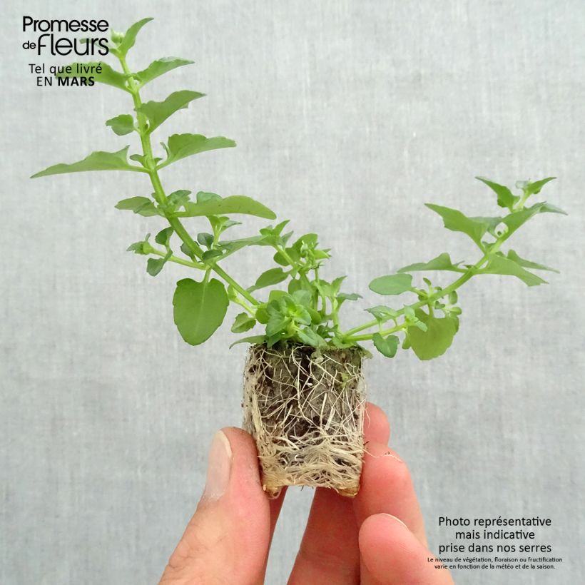 Example of Diascia Breezee Plus Wit - Elfenspoor Mini-mot Ø 1,5/2,5 cm as you get in printemps