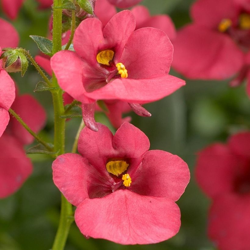 Diascia Genta Ruby (plugplanten) - Elfenspoor (Bloei)