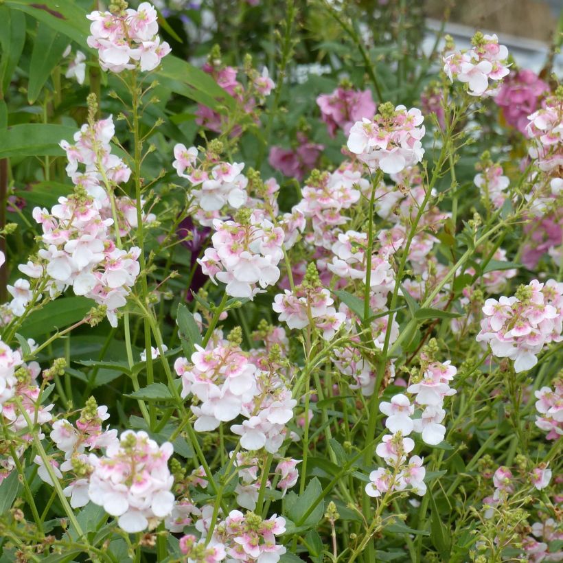 Diascia Sundascia Up Rose Pink - Elfenspoor (Flowering)