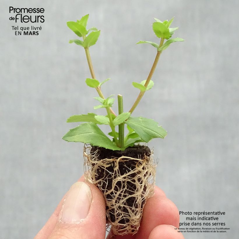 Example of Diascia Sundascia Up Peach - Diascie orange Mini-mot Ø 1,5/2,5 cm as you get in printemps