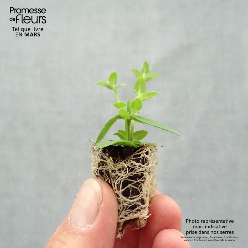 Example of Diascia Sundascia Up Rose Pink - Diascie rose Mini-mot Ø 1,5/2,5 cm as you get in printemps