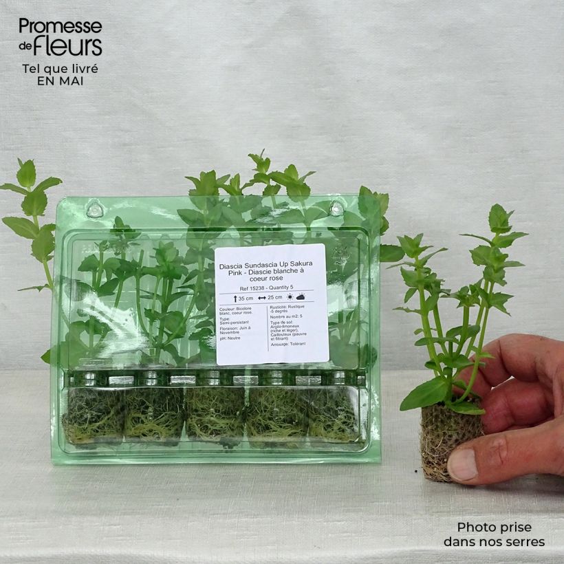 Example of Diascia Sundascia Up Sakura Pink - Diascie blanche à coeur rose Mini-mot Ø 1,5/2,5 cm as you get in printemps