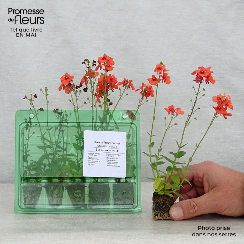 Exemplaar van Diascia Trinity Sunset - Elfenspoor Mini-mot Ø 3/4 cm zoals geleverd in de lente