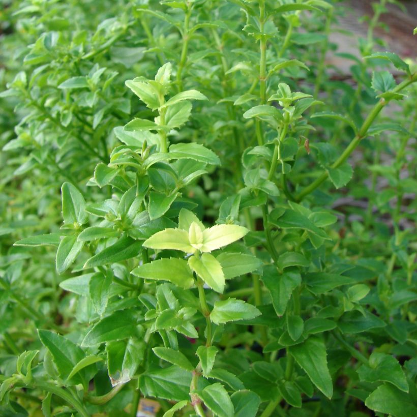 Diascia barberae Ruby Field - Elfenspoor (Foliage)
