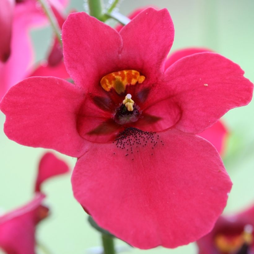 Diascia barberae Ruby Field - Elfenspoor (Flowering)