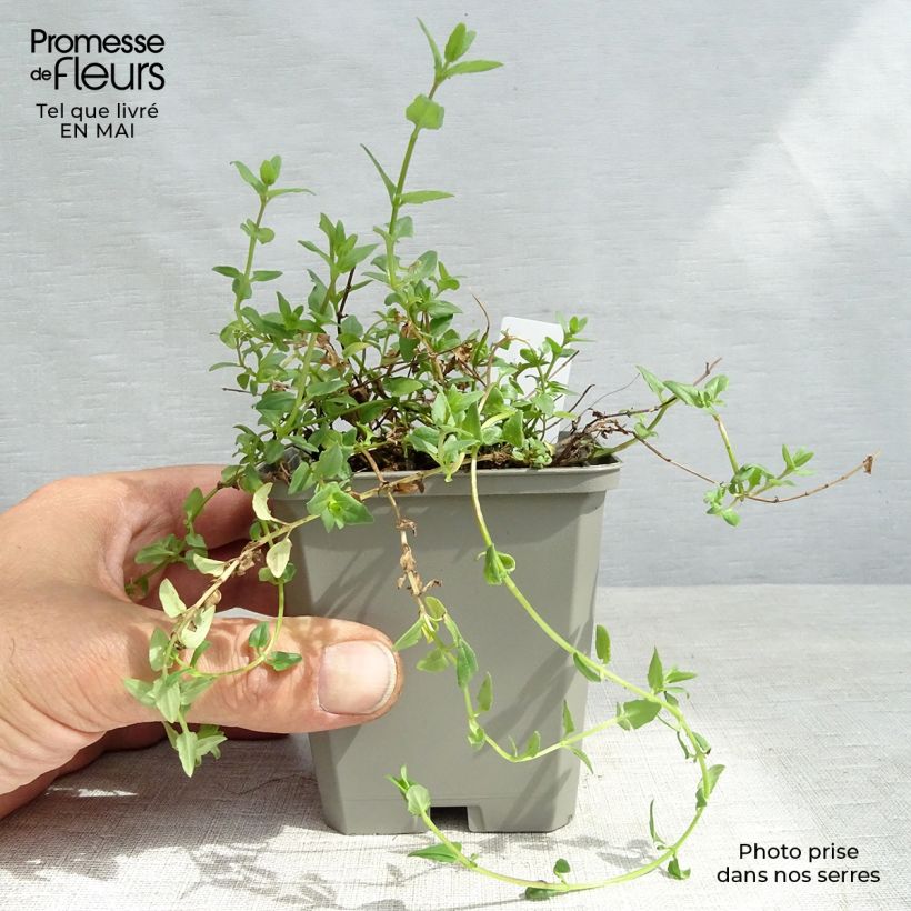 Exemplaar van Diascia barberae Ruby Field - Elfenspoor Kweekpotje van 8/9 cm zoals geleverd in de lente