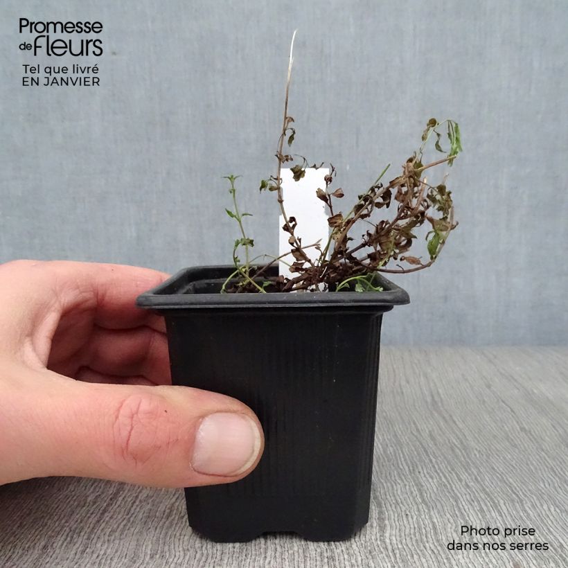 Example of Diascia barberae Ruby Field - Diascie rose foncé Kweekpotje van 8/9 cm as you get in hiver