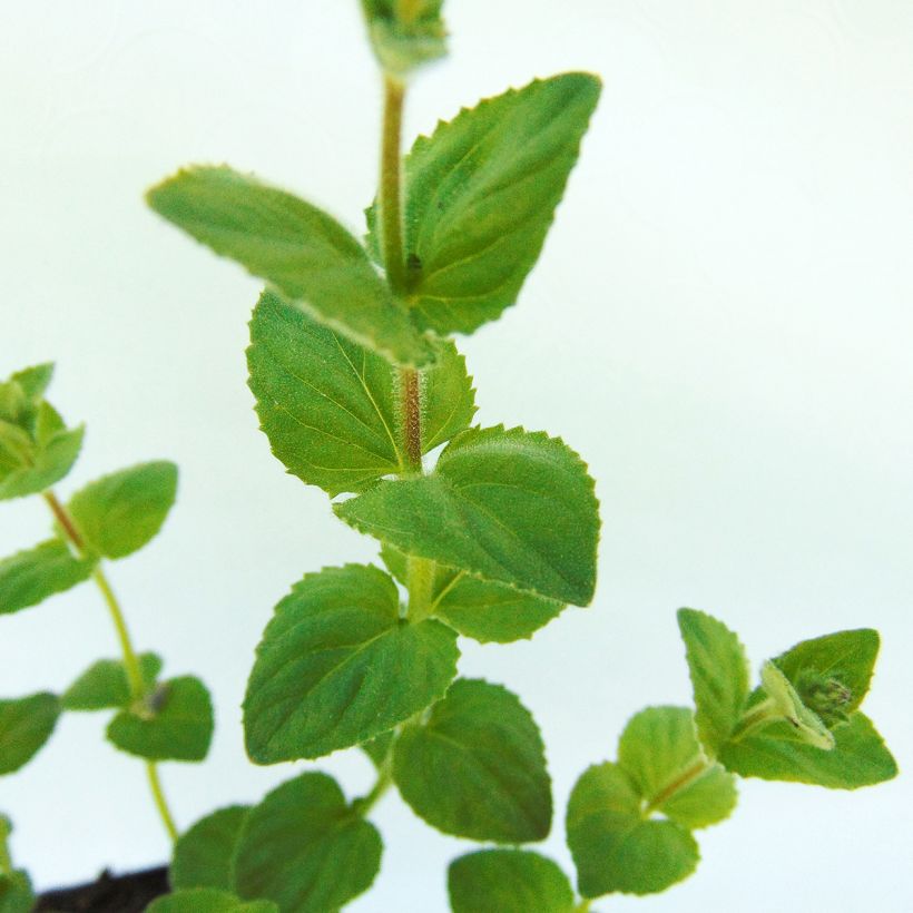 Diascia fetcaniensis - Elfenspoor (Foliage)