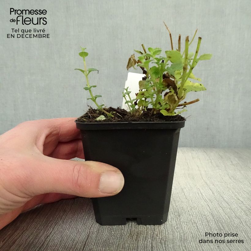 Example of Diascia fetcaniensis - Diascie rose vif Kweekpotje van 8/9 cm as you get in hiver