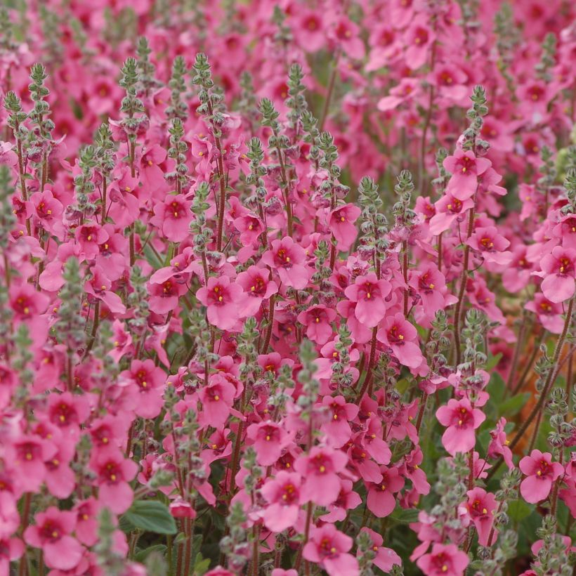 Diascia integerrima - Elfenspoor (Groeiplaats)