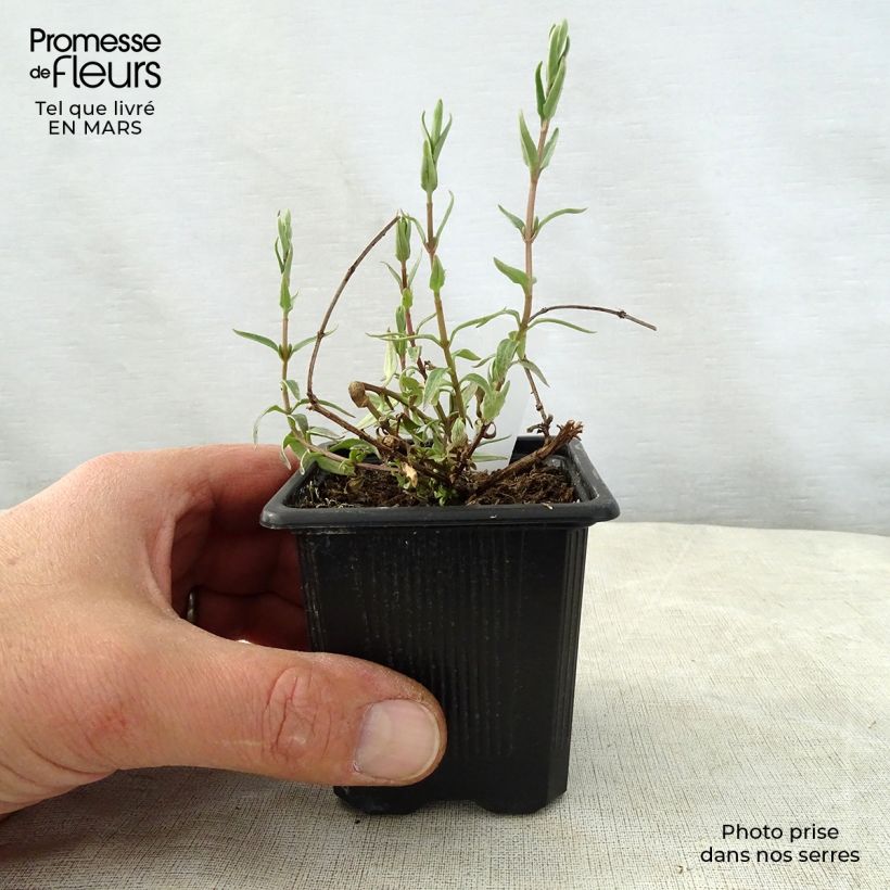 Exemplaar van Diascia integerrima - Elfenspoor Kweekpotje van 8/9 cm zoals geleverd in de lente