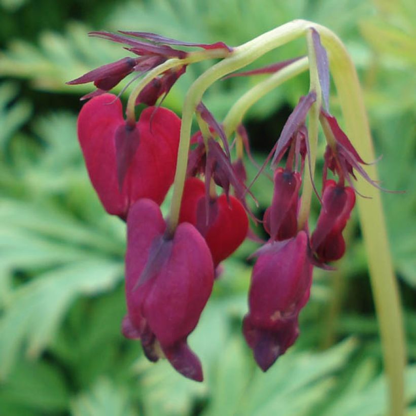 Dicentra formosa Bacchanal - Gebroken hartje (Flowering)