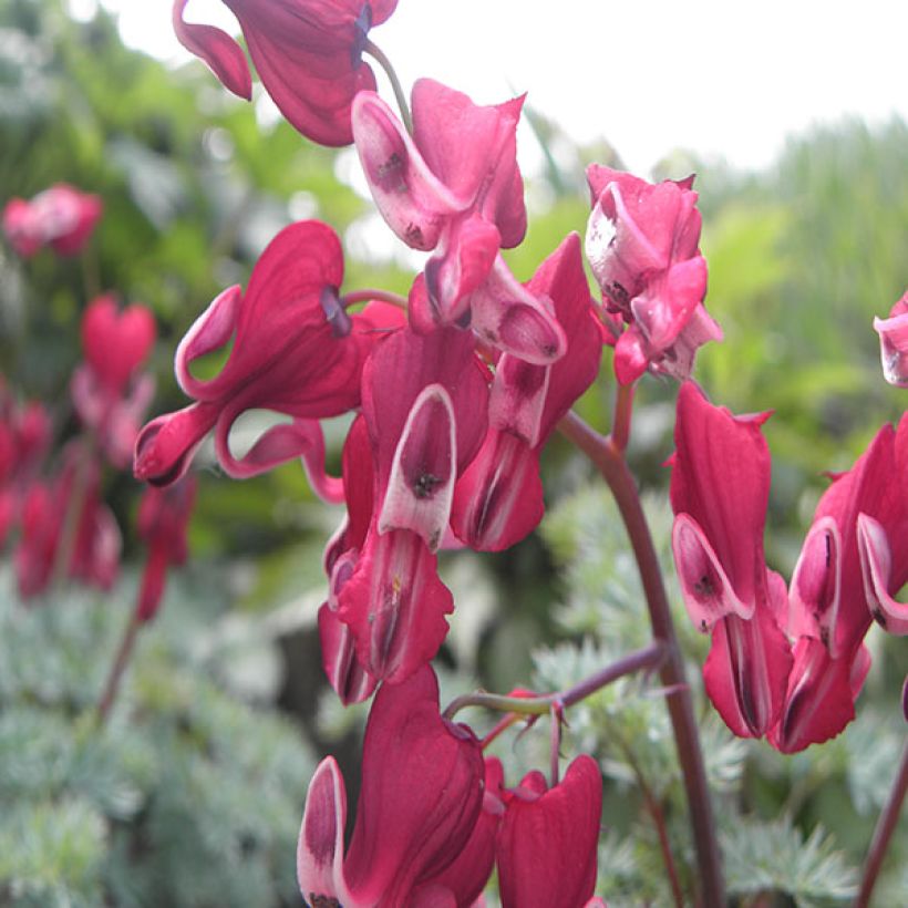 Dicentra Burning Hearts - Gebroken hartje (Bloei)