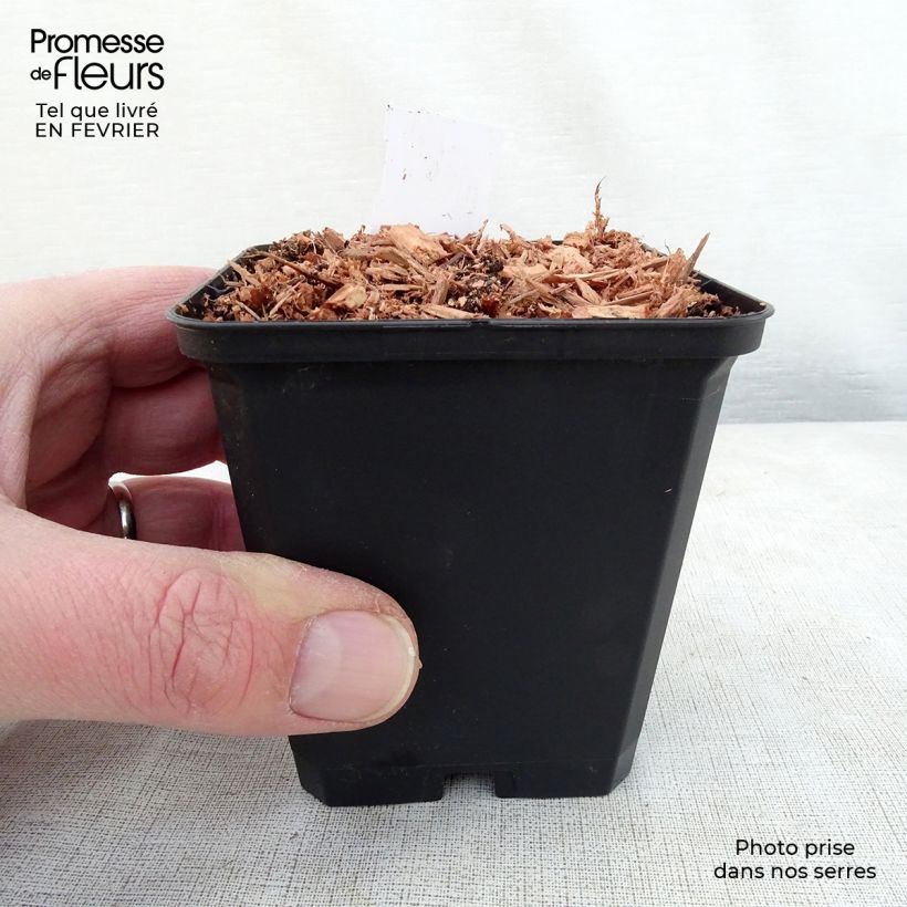 Example of Dicentra cucullaria - dicentre à capuchon  Kweekpotje van 8/9 cm as you get in hiver