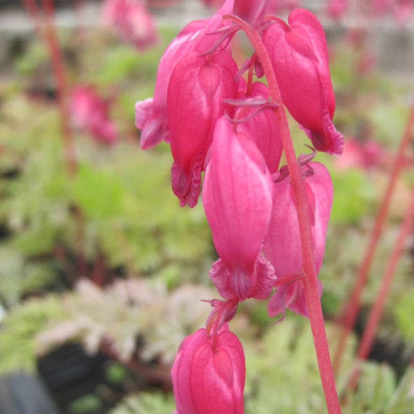 Dicentra formosa Luxuriant - Gebroken hartje (Flowering)