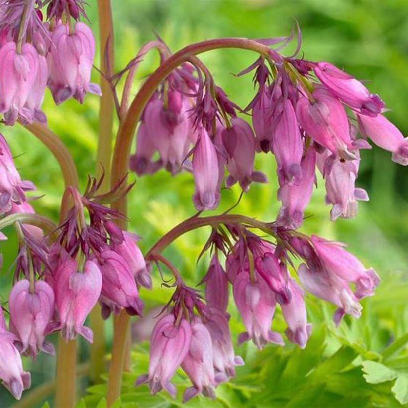 Dicentra formosa Spring Gold - Gebroken hartje (Bloei)