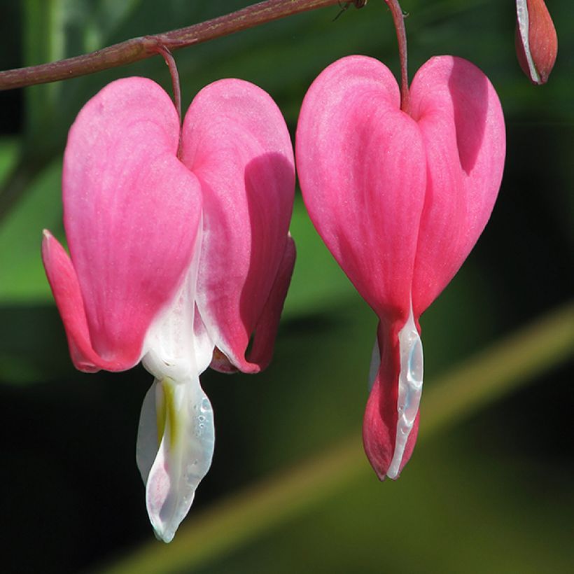 Dicentra spectabilis Goldheart - Gebroken hartje (Flowering)