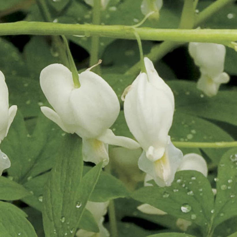 Dicentra spectabilis Alba - Gebroken hartje (Flowering)