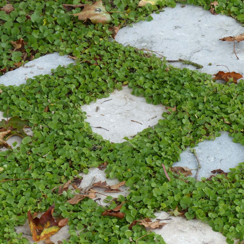 Dichondra repens - Niergras (Plant habit)