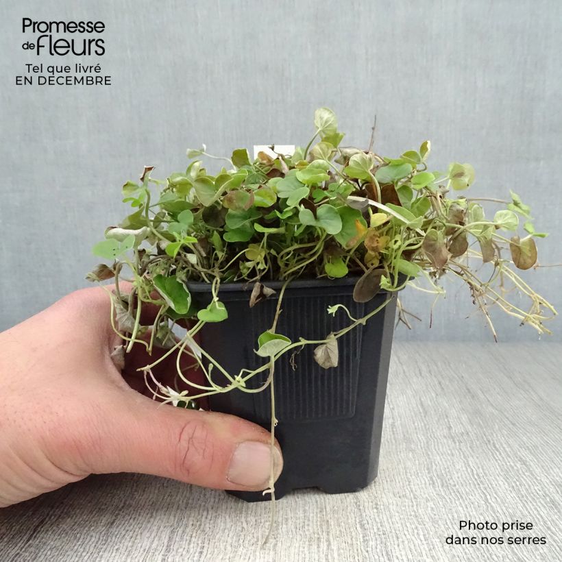 Example of Dichondra repens - Dichondra rampant Kweekpotje van 8/9 cm as you get in hiver
