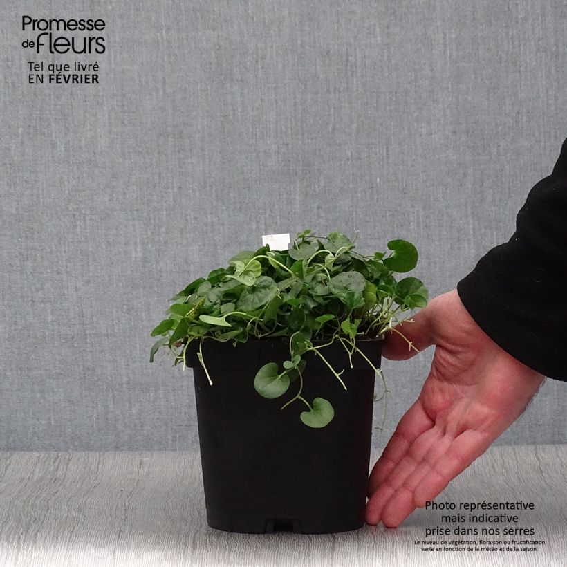 Example of Dichondra repens - Dichondra rampant Pot van 2 l/3 l as you get in hiver