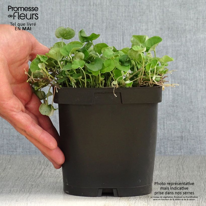 Exemplaar van Dichondra repens - Niergras Pot van 2 l/3 l zoals geleverd in de lente