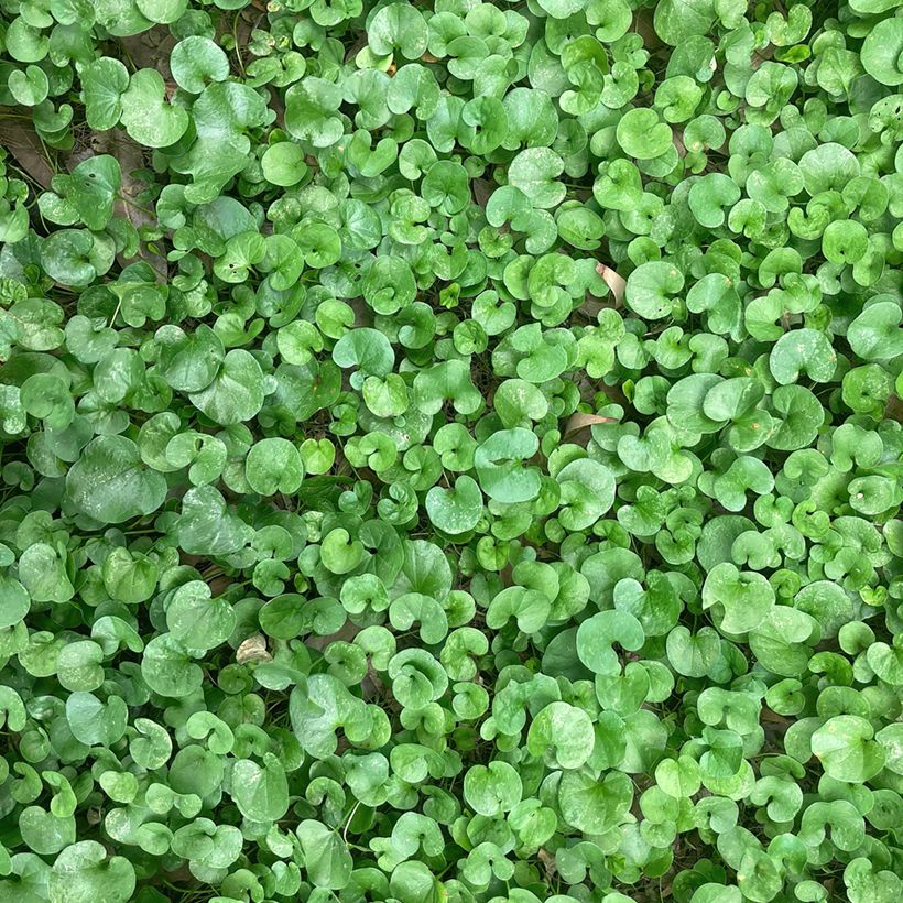 Dichondra repens (zaad) - Niergras (Blad)