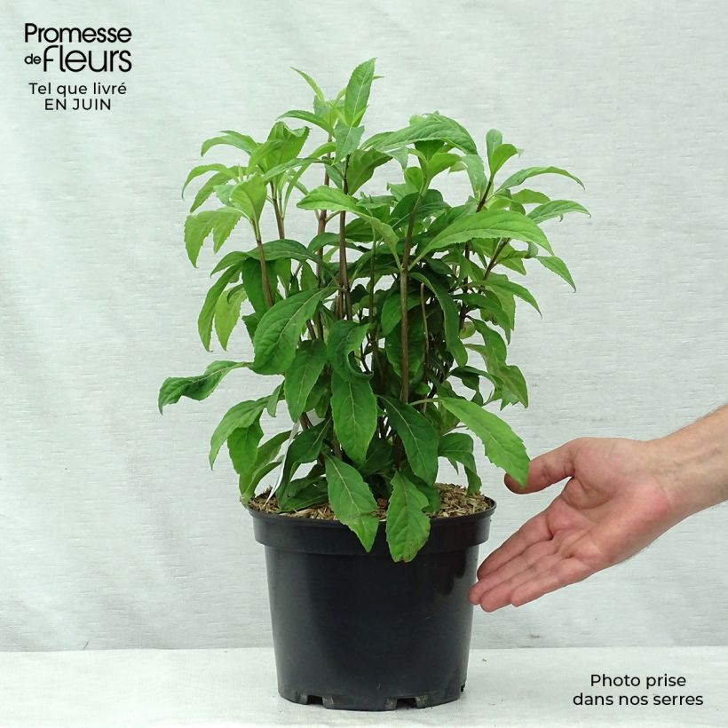 Exemplaar van Dichroa Marie - Chang shan Pot van 4 l/5 l zoals geleverd in de zomer