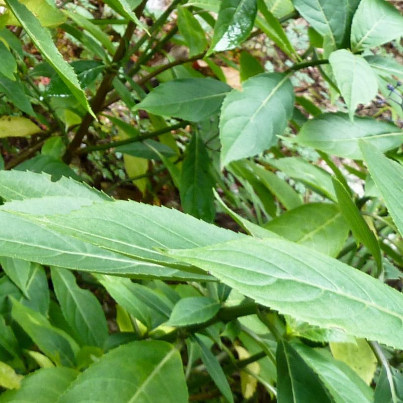 Dichroa febrifuga - Chang shan (Foliage)