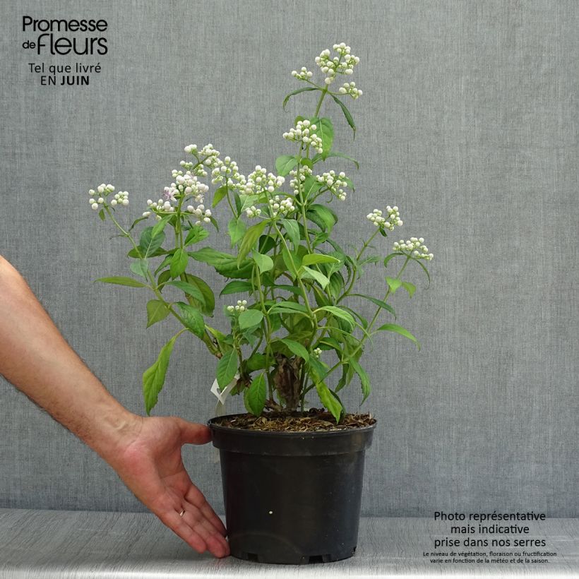 Exemplaar van Dichroa versicolor Round Blue - Chang shan Pot van 3 l/4 l zoals geleverd in de zomer