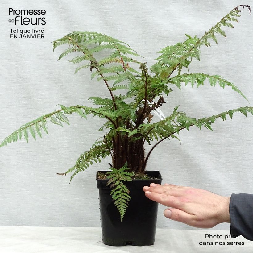 Example of Dicksonia squarrosa - Gouden boomvaren Pot van 3 l/4 l as you get in hiver