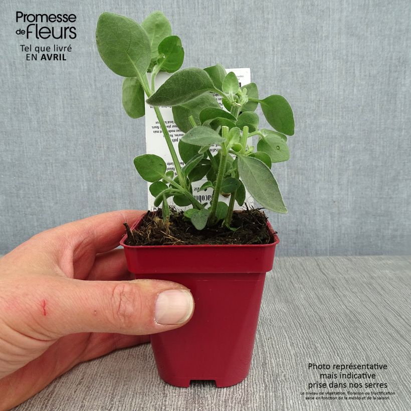 Exemplaar van Dicliptera suberecta - Jacobinia Kweekpotje van 8/9 cm zoals geleverd in de lente