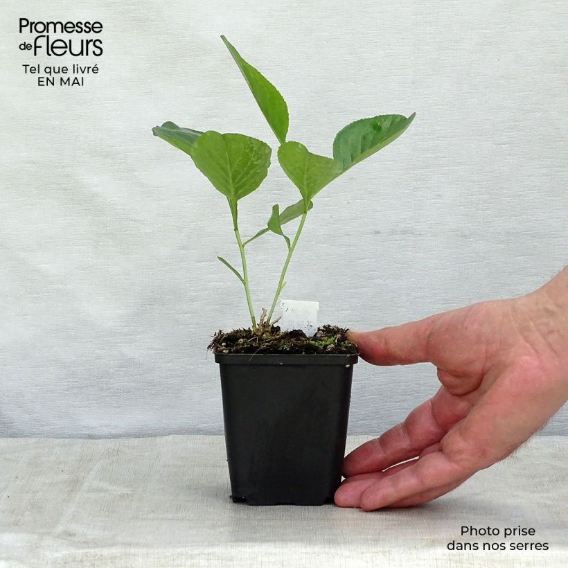 Exemplaar van Dictamnus albus - Vuurwerkplant Kweekpotje van 8/9 cm zoals geleverd in de lente