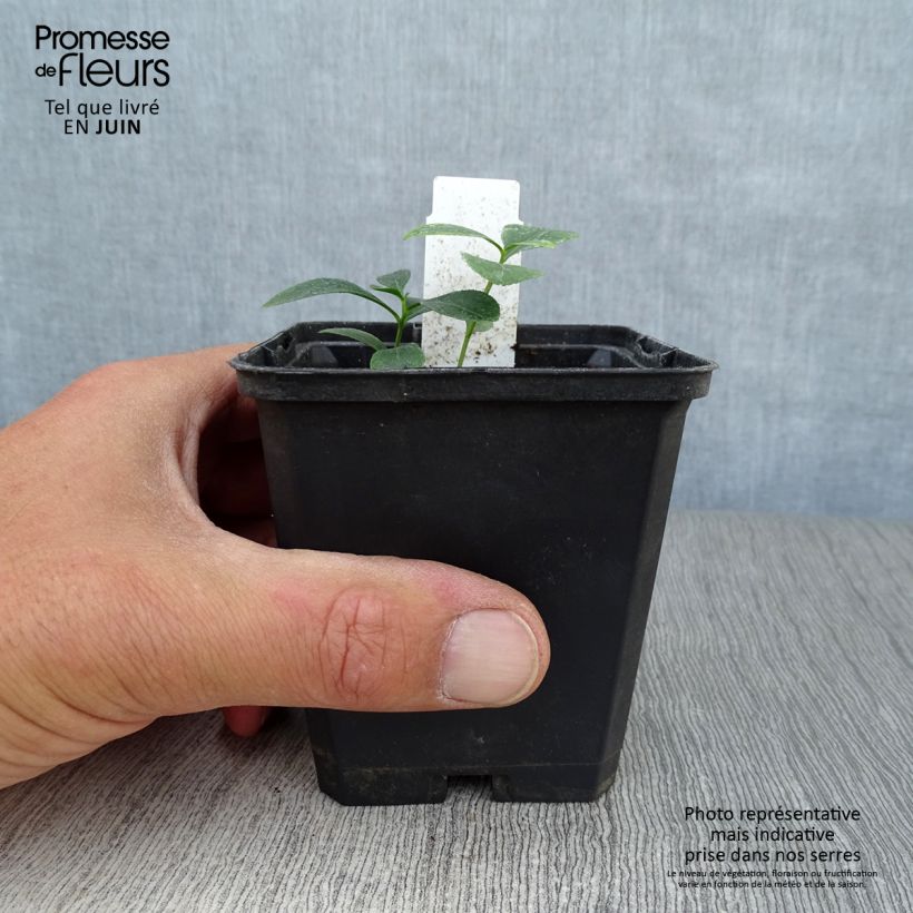Exemplaar van Dictamnus albus - Vuurwerkplant Kweekpotje van 8/9 cm zoals geleverd in de zomer