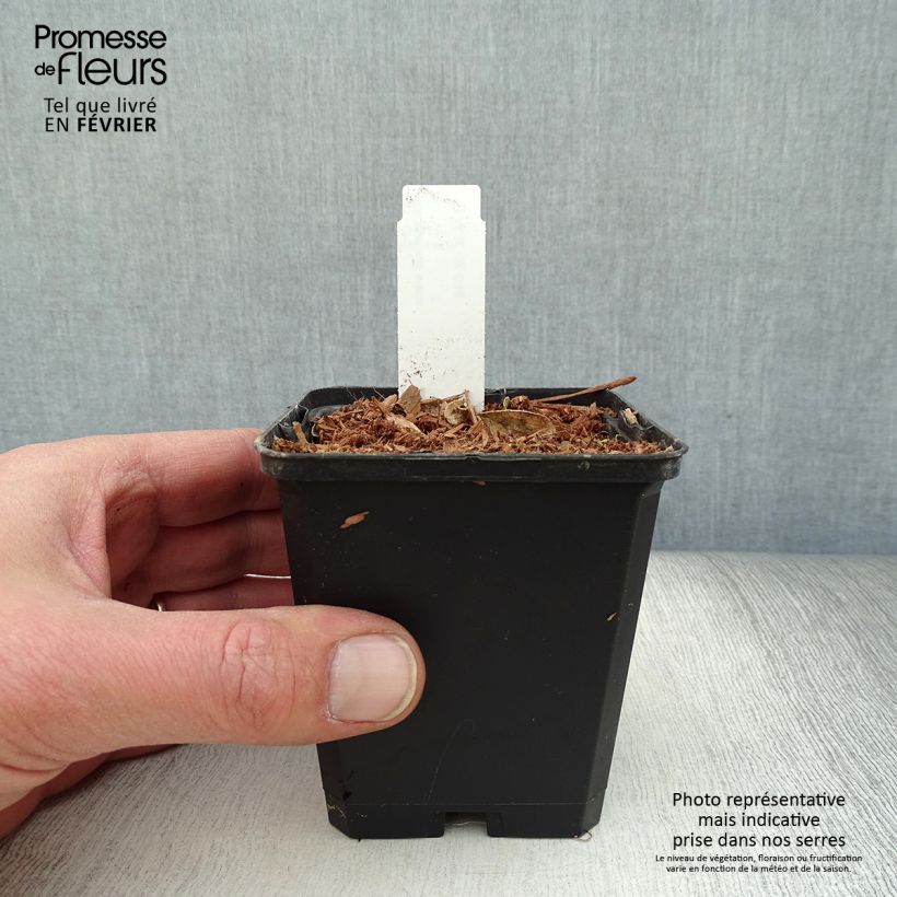 Example of Dictamnus albus - Fraxinelle Kweekpotje van 8/9 cm as you get in hiver