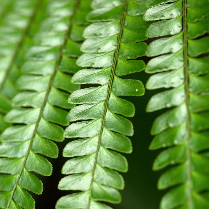 Didymochlaena truncatula - Mahonieboomvaren (Blad)