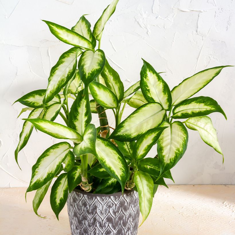 Dieffenbachia Camilla - Domme riet (Blad)
