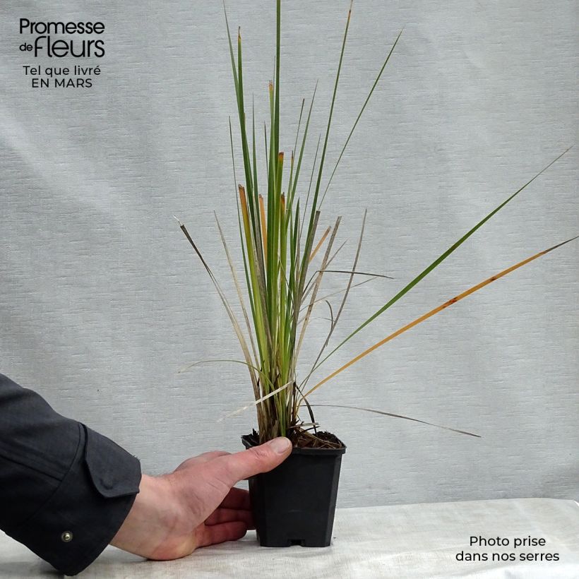 Exemplaar van Dierama pulcherrimum Alba - Engelenhengel Kweekpotje van 8/9 cm zoals geleverd in de lente